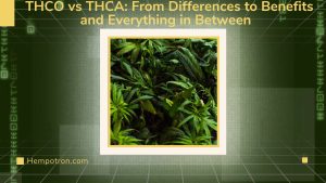 THCO vs THCA: From Differences to Benefits and Everything in Between Featured Image